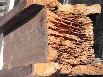 Termite damage Dairyland Home Inspection in Racine, Wisconsin